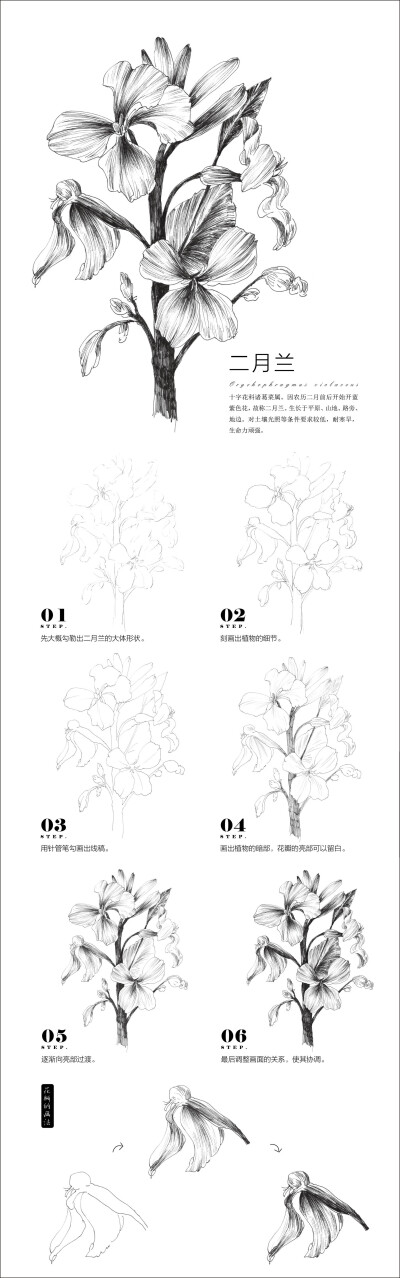 本案例摘自爱林文化主编、人民邮电出版社出版的《黑白花意2——88朵超纯美的花之绘》http://product.dangdang.com/23706389.html