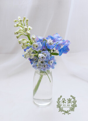 蓝色飞燕草（Blue Delphinium）别名：鸽子花，鸡爪连，千鸟花，为毛茛科飞燕草属的多年生草本植物。花瓣为蓝色或紫色。