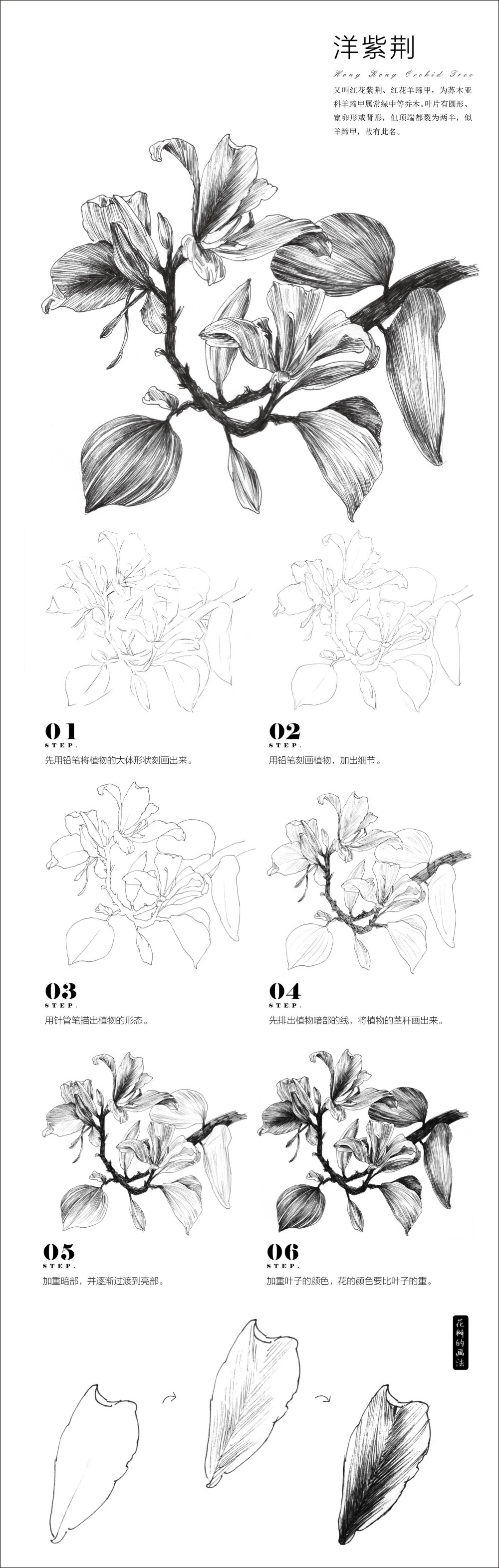 案例——洋紫荆