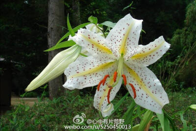 天香百合（学名：Lilium auratum）又名山百合、关东百合,为百合科百合属的多年生草本植物， 原产于日本，鳞茎扁球形，最大直径可达10厘米，株高1－1.5米，植株在百合属中可以说是比较大的了。花有一个成年人手掌大