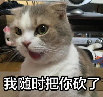 萌猫表情包