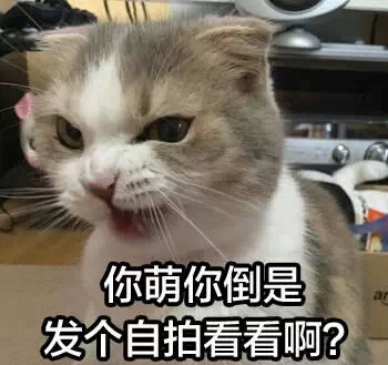 萌猫表情包