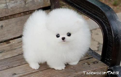 “主人好讨厌，不给吃的，好饿啊” “可是，你刚刚才吃了3个汉堡，5个鸡腿，2袋鸡米花，，，，，，”