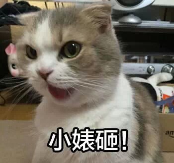 萌猫表情包