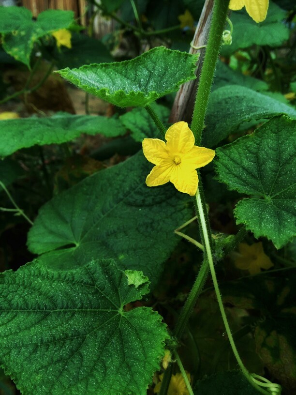 丝瓜花 来自 张小篱儿