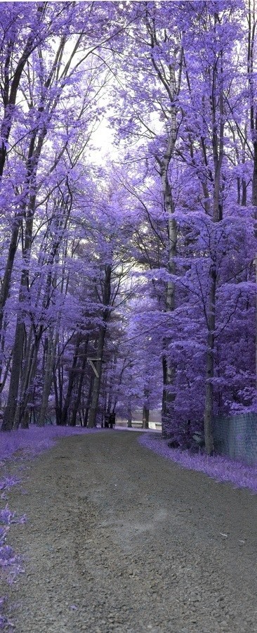 宾夕法尼亚州一条通往湖边的紫色小路