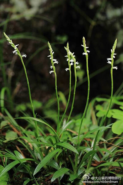 香港绶草