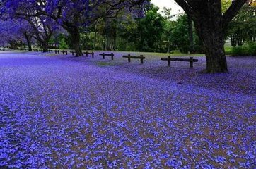 蓝花楹---在绝望中等待爱情，虽败犹荣。