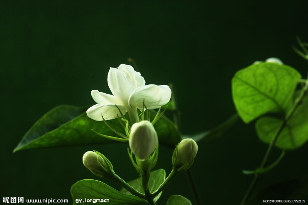 茉莉花是菲律宾、突尼斯、印尼的国花，象征着爱情和友谊。