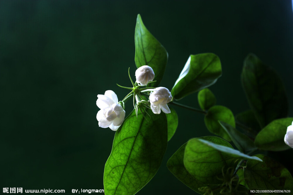 茉莉花是菲律宾、突尼斯、印尼的国花，象征着爱情和友谊。