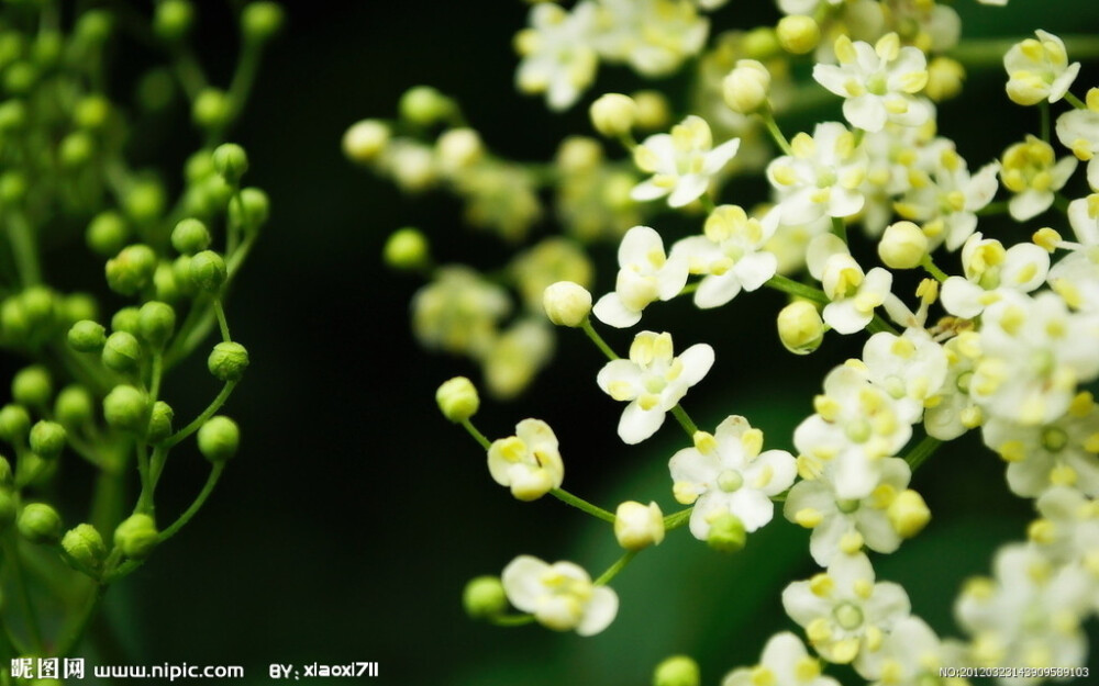 茉莉花是菲律宾、突尼斯、印尼的国花，象征着爱情和友谊。