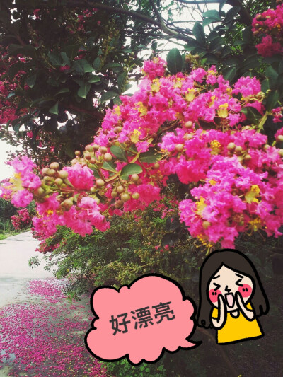 花花世界，美美心情。。