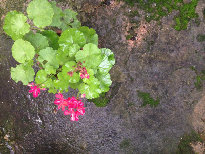 花花