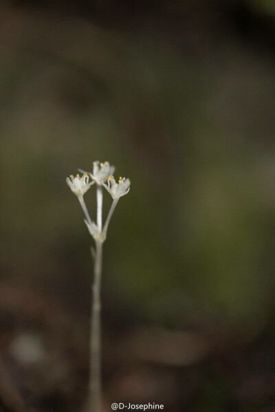 矮小的腐生草本，via 疏花无叶莲 （樱井草） Petrosavia sakuraii (Makino) J. J. Sm. ex Steenis