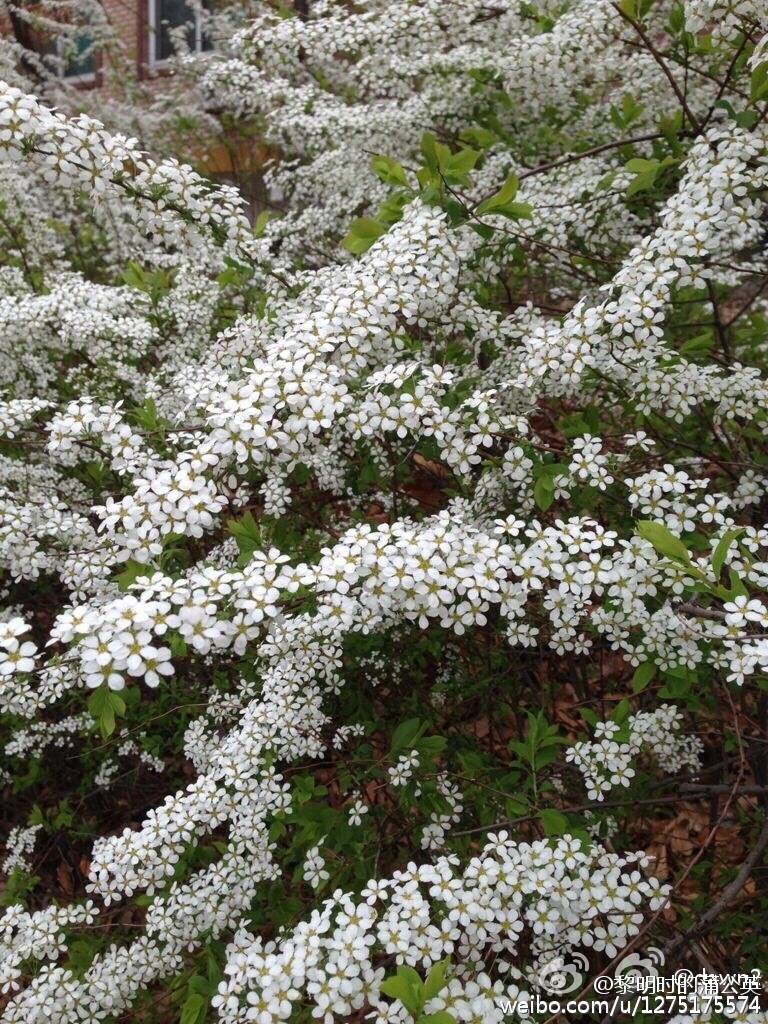 单瓣李叶绣线菊（笑靥花）Spiraea prunifolia var. simpliciflora