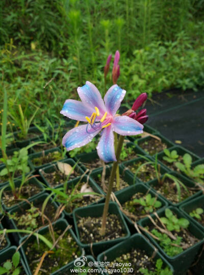 换锦花，石蒜科石蒜属