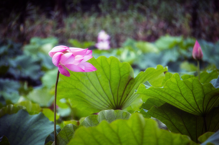 花事