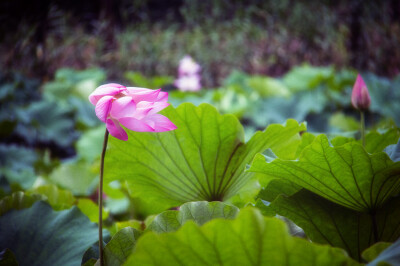 花事