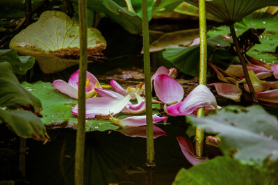 花事