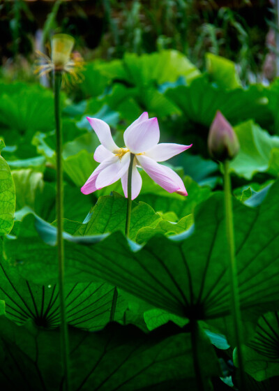 花事