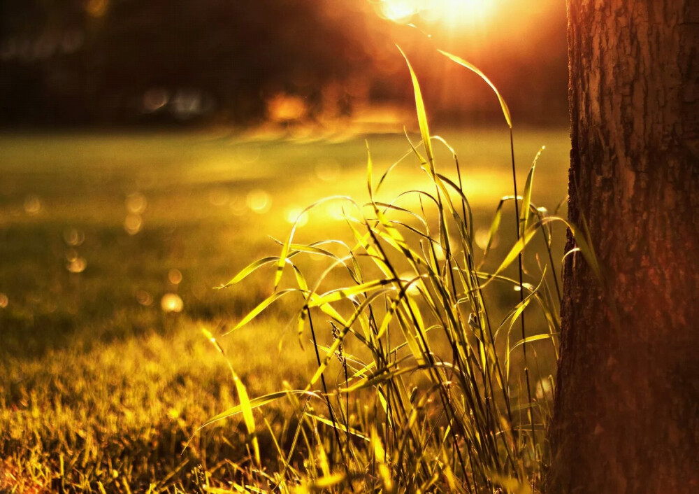 自然 景致 绿草 夕阳 余晖 美景