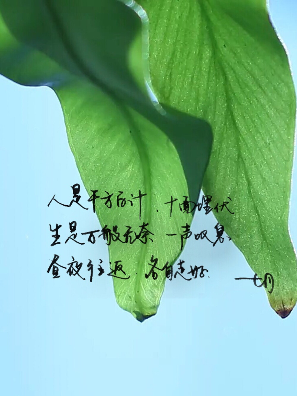 手写 明信片 高清 暖心语录 练字 书法 唯美 意境 文艺 文字 句子 文字控 七月手写 壁纸 原创壁纸 最美情话 七月微店开张 感谢捧场 为有品青年而生 http://weidian.com/s/161234960?wfr=c 背景图来自摄影师小茶