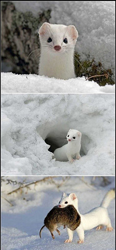 雪白的雪白的