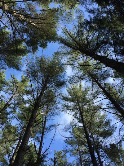 手机壁纸 天空 树林