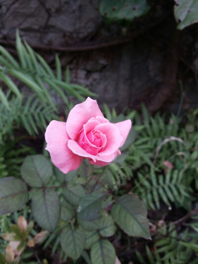 学校还开剩的月季～～～虽然好小～～可好美～～～～