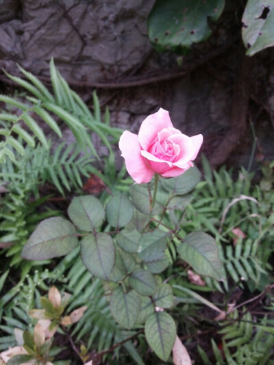 学校还开剩的月季～～～虽然好小～～可好美～～～～