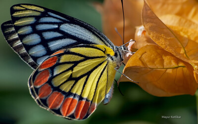 蝴蝶是飞翔的花朵，在空气中轻盈回旋；是曼妙的画笔，在蓝天下绘制斑斓的风景；是生命美丽的极致，刹那便是永恒。