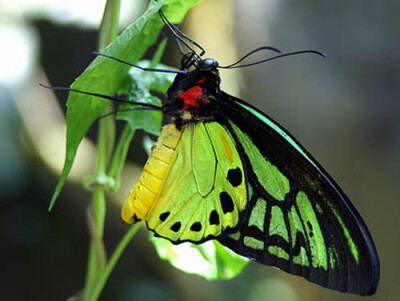 亚历山大女皇鸟翼凤蝶又名女王亚历山大巨凤蝶或亚历山大鸟翼蝶，是世界上最大的蝴蝶。它们是由罗斯柴尔德（Walter Rothschild）于1907年命名，是为纪念英王爱德华七世的妻子亚历山大皇后（1844-1925）。它们只分布在…