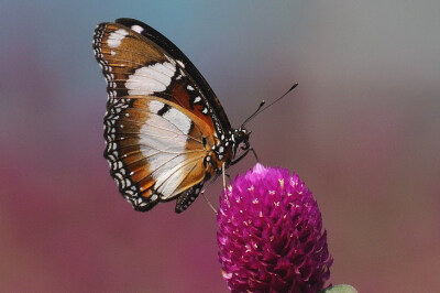 金斑蛱蝶(Danaid Eggfly，学名:Hypolimnas misippus)又名雌红紫蛱蝶。是一种遍布世界各地的蛱蝶。雌雄型体各异，雌蝶有金色斑纹，雄蝶的翅脖呈现黑褐色，顶角有白斑。