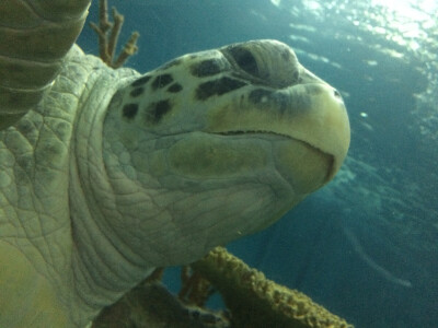 水族馆里的大佬