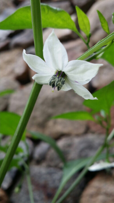 辣椒花