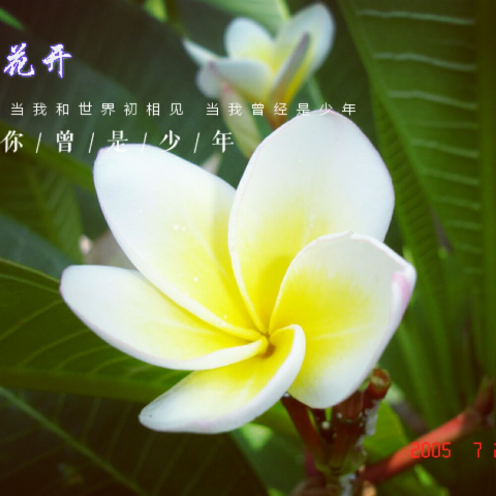 桅子花