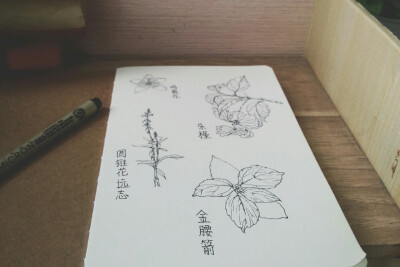 植物照片写生~#每日一画#