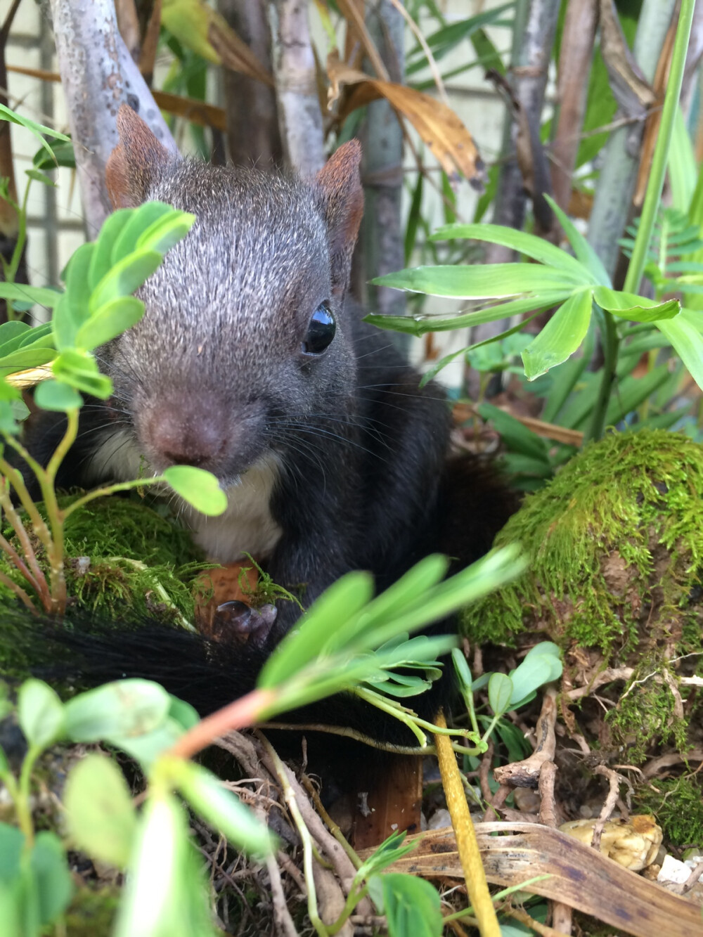 魔王松鼠.森迪.喜欢他灵动的大眼睛