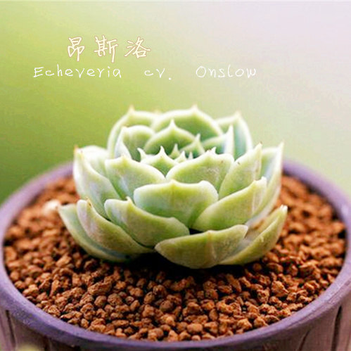 #昂斯洛# Echeveria cv. Onslow 景天科拟石莲花属多肉植物，属园艺杂交品种，亲本之一可能是月影，昂斯洛是Onslow的音译名。昂斯洛叶片圆匙状，先端急尖，呈莲花状紧密排列。春末开花，可能同时抽生出几个花箭，穗状花序，小花钟型，橙色。