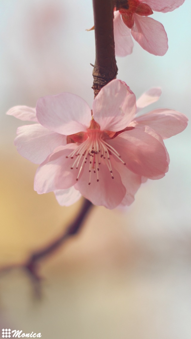 花骨柔