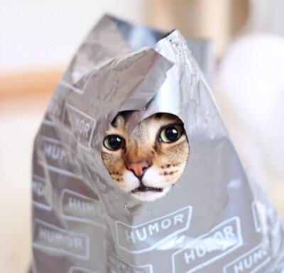 塑料袋猫