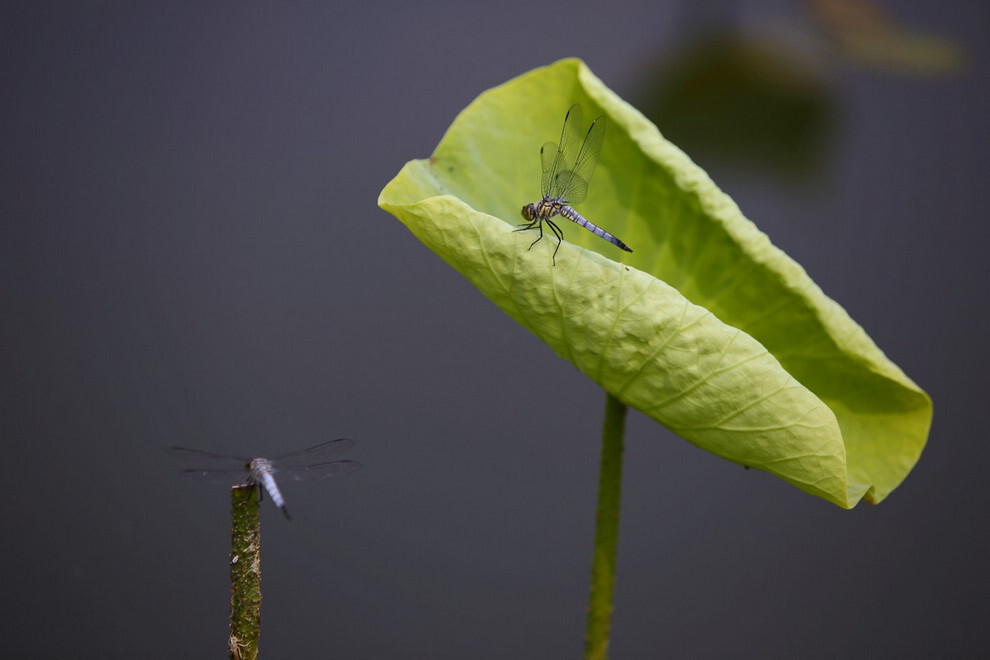 此时正值荷花盛开，湖面的荷叶上落有许多蜻蜓，拍摄时为了提高锐度，关闭了is小白的防抖功能。.jpg