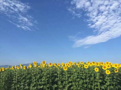 蓝天下的花