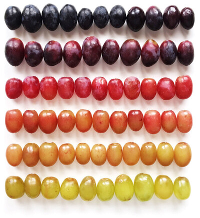 这组作品名为《Food Gradients》（食物梯度），在纯白色的背景上记录水果或蔬菜的缤纷色彩，包括同一种水果从成长初期到成熟的色彩变化 By:Brittany Wright