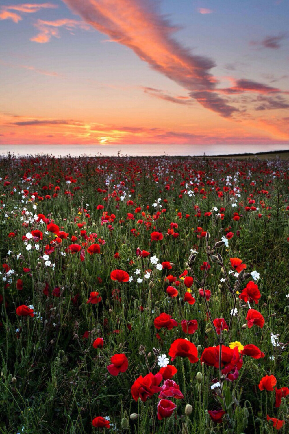 Poppies of Pentire Grant Lampard 摄影作品：虞美人