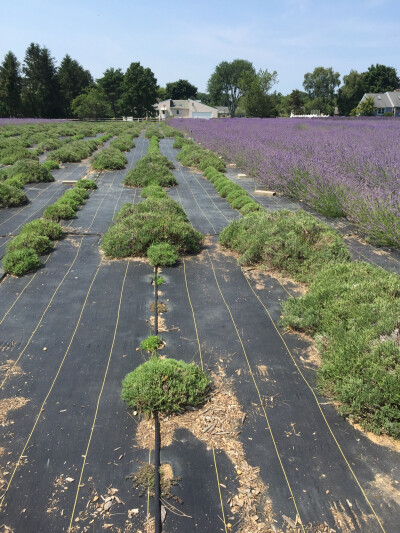 Lavender by the bay in Long Island