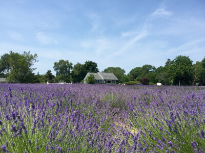 Lavender by the bay in Long Island