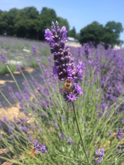 Lavender by the bay in Long Island