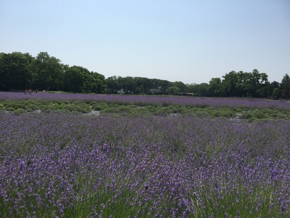 Lavender by the bay in Long Island