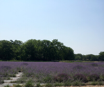 Lavender by the bay in Long Island